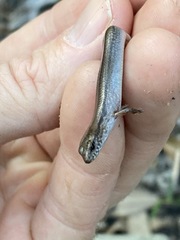 Calyptotis scutirostrum