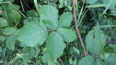 Rubus grossus