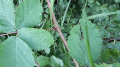 Rubus grossus