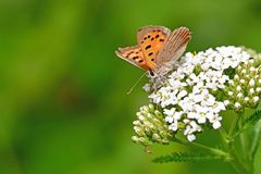 Lycaena phlaeas