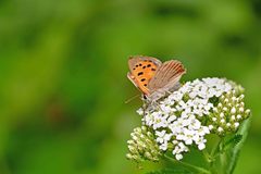 Lycaena phlaeas