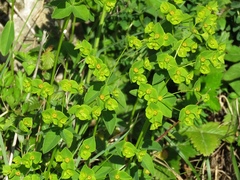 Euphorbia angulata