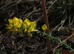 Genista pilosa