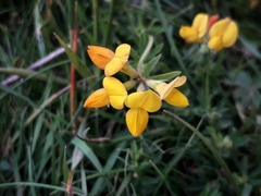 Lotus corniculatus