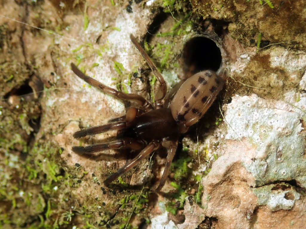 Tunnel Spiders From Kelburn, Wellington, New Zealand On August 07, 2021 