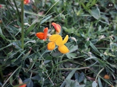 Lotus corniculatus