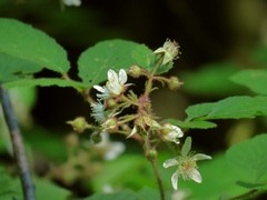 Rubus hirtus