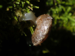 Phacussa lucetta