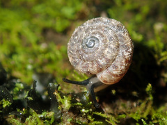 Phacussa lucetta