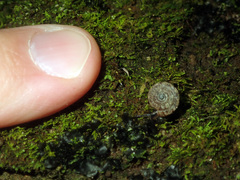 Phacussa lucetta