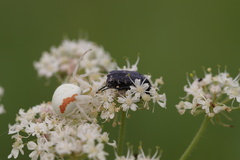 Oxythyrea funesta