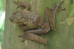 Bokermannohyla circumdata