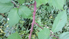 Rubus stimulifer