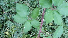 Rubus stimulifer
