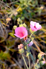 Althaea