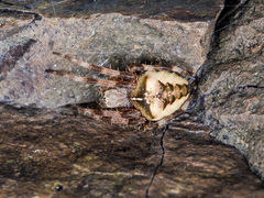 Araneus tartaricus
