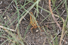 Melanoplus packardii