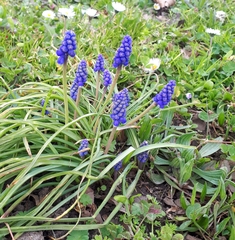Muscari botryoides