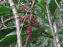 Cordyline manners-suttoniae