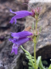 Penstemon hallii