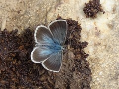 Aricia nicias