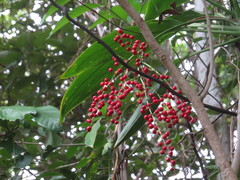 Cordyline manners-suttoniae