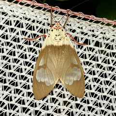 Amerila crokeri