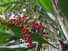 Cordyline manners-suttoniae