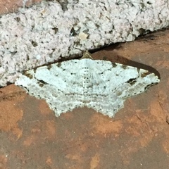 Macaria aequiferaria