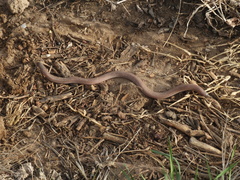 Amphisbaena darwinii