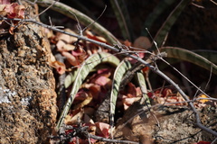 Dracaena aethiopica, photograph Matthew Fainman, CC BY, iNaturalist via GBIF