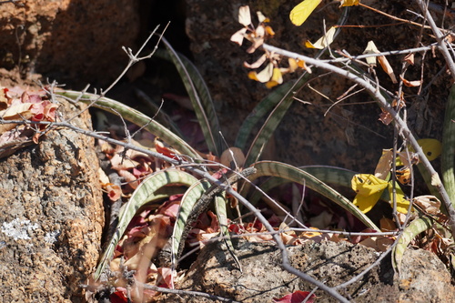 Dracaena aethiopica, photograph 5