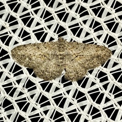 Psilalcis isombra
