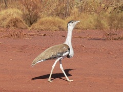 Australian Bustard photo 3