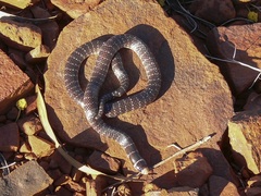 Brachyurophis approximans