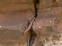 Cryptoblepharus ustulatus