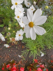 Cosmos bipinnatus