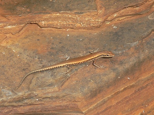 Russet snake-eyed skink, Cryptoblepharus ustulatus