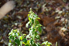 Ocimum gratissimum gratissimum