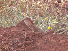 Ctenophorus caudicinctus