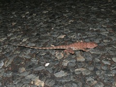 Ctenophorus caudicinctus