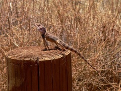 Ctenophorus caudicinctus