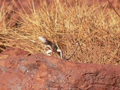 Ctenophorus caudicinctus
