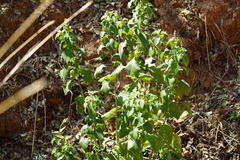 Ocimum gratissimum gratissimum