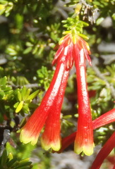 Erica discolor