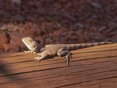 Ctenophorus caudicinctus