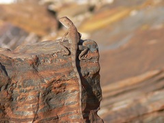 Ctenophorus caudicinctus