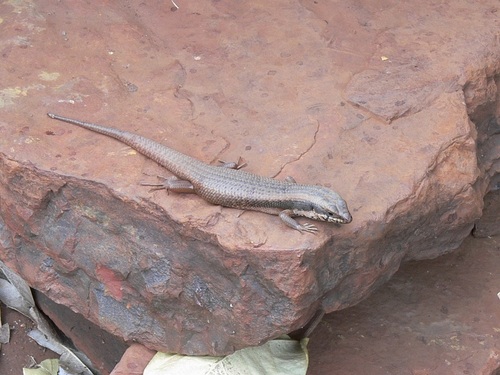Goldfields Crevice-skink, Egernia formosa