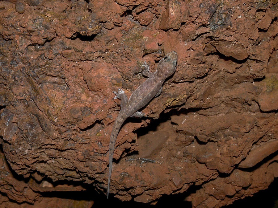 Pilbara Dtella