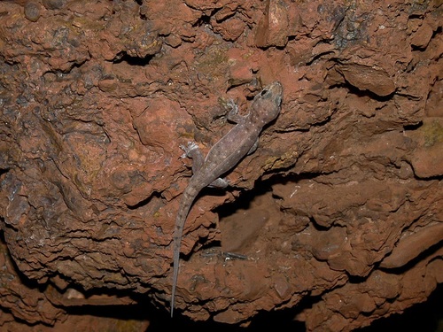 Pilbara Dtella, Gehyra pilbara